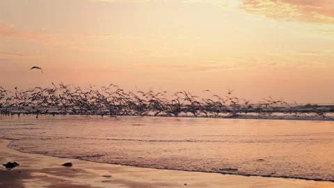 Flock of Seagulls Flying Over Beach at Golden Hour Sunset 스톡 동영상 344163264