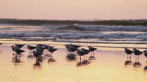 Flock of Seagulls Flying Over Beach at Golden Hour Sunset Stock Footage 344163265