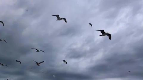 A flock of seagulls flying over the Bosphorus in Istanbul Stock Footage 325054003