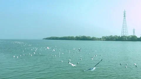 Flock of Seagulls Flying Over Calm Blue Sea Near Shoreline Vídeo Stock 196939923