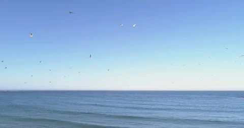 Flock of seagulls flying over the calm ocean The Concept of Freedom Vídeos de archivo 331925448