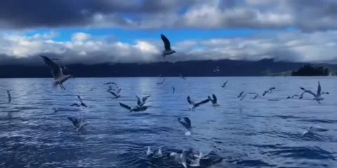 Flock of seagulls flying over a calm lake under a cloudy sky Vidéo 334084917