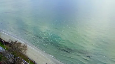 Flock of Seagulls Flying Over Clear Shallow Sea – Top View Stock Footage 314306321