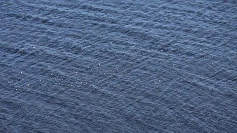 Flock of seagulls flying over deep blue ocean water Stock Footage 344877246