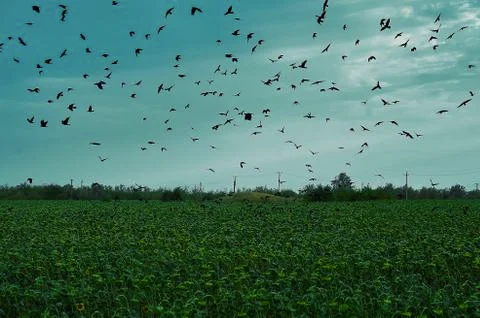 A flock of seagulls flying over a field Stock Photos