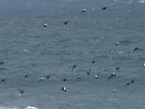Flock of seagulls flying over the ocean during winter 库存影片 73274528