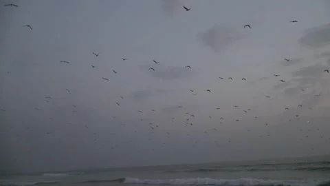 Flock of seagulls flying over the ocean at twilight Stock Footage 322509346