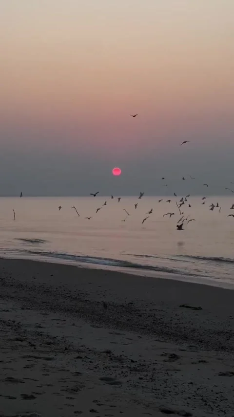 Flock of seagulls flying over the ocean during a beautiful sunrise Vidéo 334084005