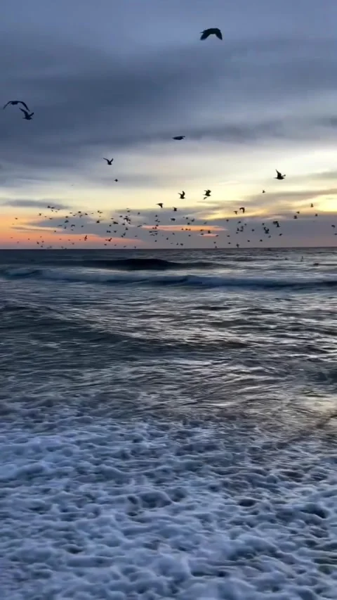 Flock of seagulls flying over the ocean waves at sunset on a sandy beach Vidéo 334084975