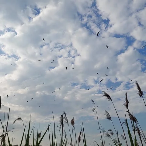 Flock of seagulls flying over reeds in Kyiv Bilychansky forest river Stock Footage 336333902