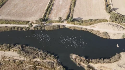 Flock of Seagulls Flying Over the River Stock Footage 330542715