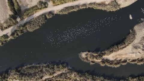 Flock of Seagulls Flying Over the River Stock-Footage 332837718