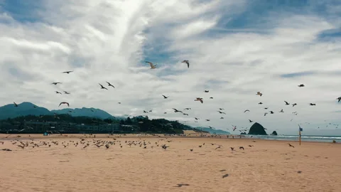 Flock of seagulls flying over a sandy beach. A large flock of seagulls takes Stock Footage 289321726