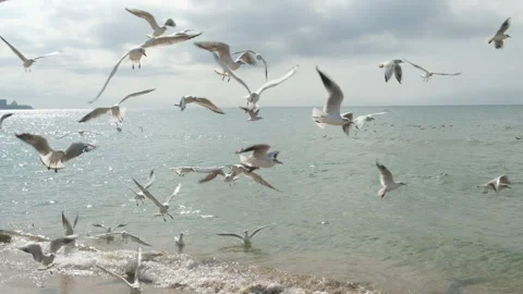 Flock of seagulls flying over the sea cost, slow motion. Birds soar above water Stock Footage 319954061