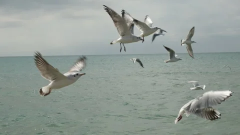 Flock of seagulls flying over sea close up, slow motion. Birds above water Video stock 320776925