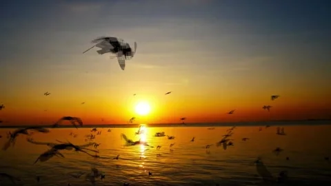 Flock of Seagulls Flying Over the Sea at Golden Sunset Stock Footage 339040596