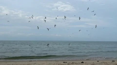 Flock of seagulls flying over on the seashore Vídeos de archivo 164876396