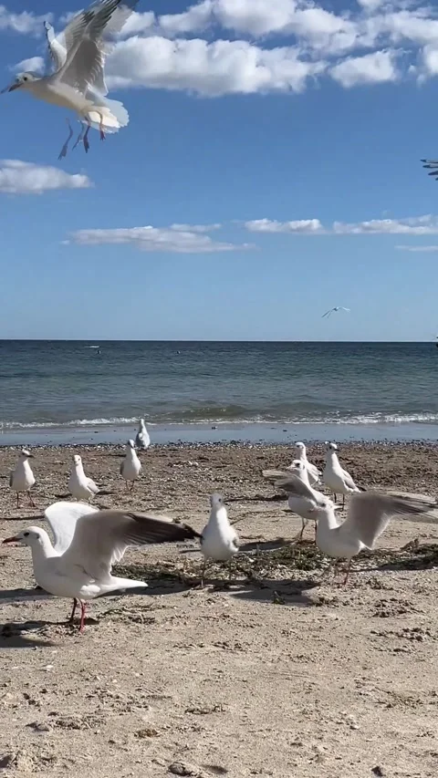 Flock of seagulls flying over the seashore 動画素材 329319825