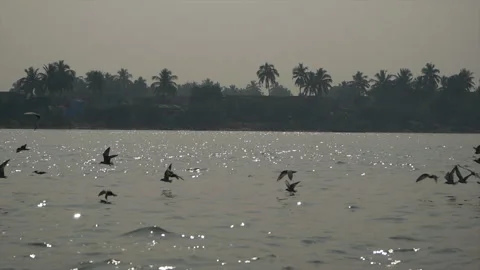 Flock Of Seagulls Flying Over Sparkling Water Of Chilika Lake Lagoon Vídeos de archivo 344897160