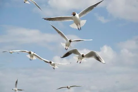 Flock of seagulls flying Stock Photos