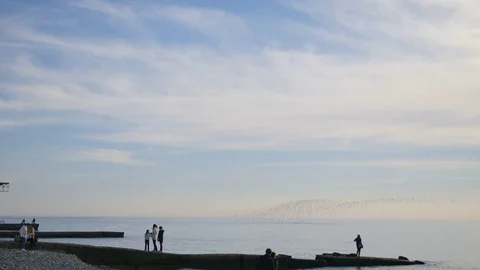 Flock of seagulls flying up from the seaside Stock Footage 71610644