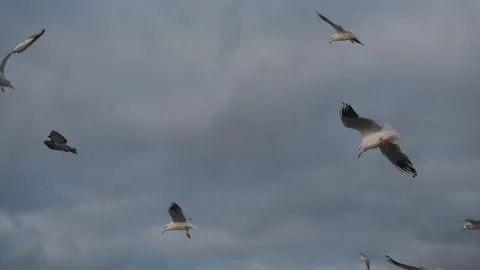 A flock of seagulls flying in the sky on a cloudy day Stock Footage 288454214