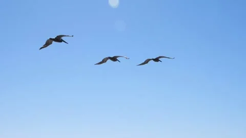 A flock of seagulls flying in the sky Stock Footage 155401582