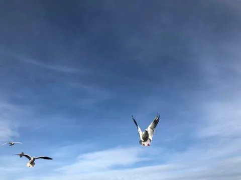 Flock of seagulls flying in the sky Stock Photos
