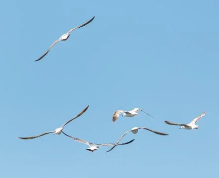 A flock of seagulls flying in the sky Stock Photos