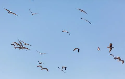 A flock of seagulls flying in the sky Stock Photos