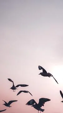 Flock of seagulls flying in the sky Stock Photos