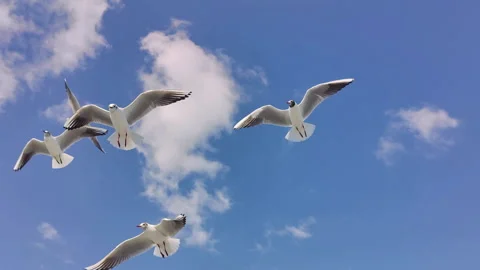 Flock of Seagulls Flying in the Sky with Rapid Wing Flaps at Close Range Stock Footage 302312144