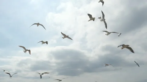 Flock of seagulls flying in the sky, slow motion. Birds soaring 库存影片 319954756