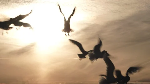 Flock Of Seagulls Flying As Sun Sets On Warm Lit Sky Video stock 102055373