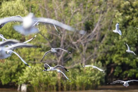 Flock of seagulls flying with trees in the background Foto stock