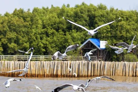 Flock of seagulls flying with trees in the background Stock Photos