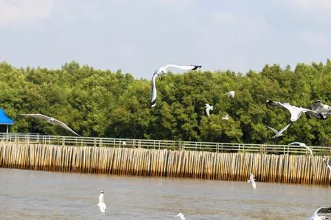 Flock of seagulls flying with trees in the background Stock Photos