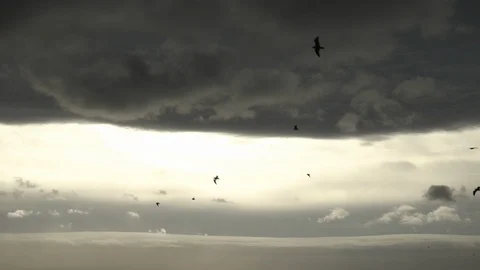 Flock of seagulls flying under dark storm clouds Video stock 119956723
