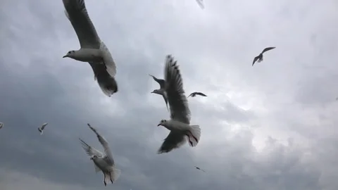 Flock of Seagulls Flying Under Gray Cloudy Sky Stock Footage 333076773