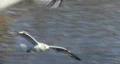 Flock Of Seagulls HD Footage