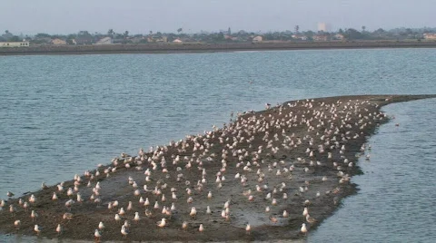 Flock of seagulls Stock Footage 714074