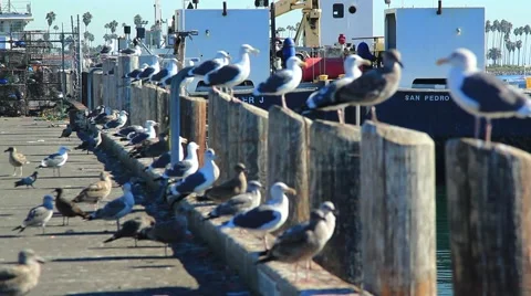 FLOCK OF SEAGULLS Stock Footage 912792