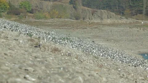 Flock Of Seagulls Stock-Footage 22280119