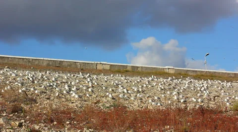 Flock of seagulls Vídeo Stock 33703529