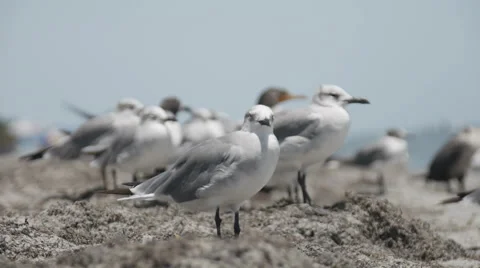 Flock of seagulls Stock Footage 53258499