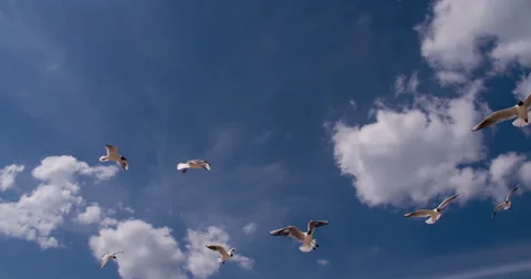 Flock of Seagulls Stock Footage 67467790