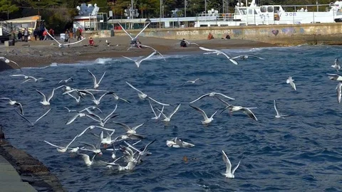 A flock of seagulls Video stock 83599798