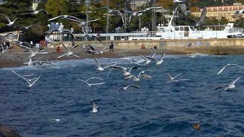 A flock of seagulls Video stock 83599899