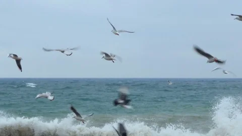 A flock of seagulls Video stock 83600564