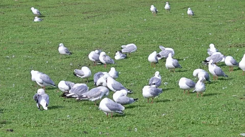 Flock of seagulls Video stock 113708069